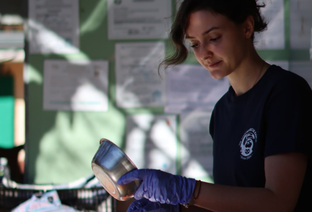 Dein Wildlife Projekt in Puerto Viejo