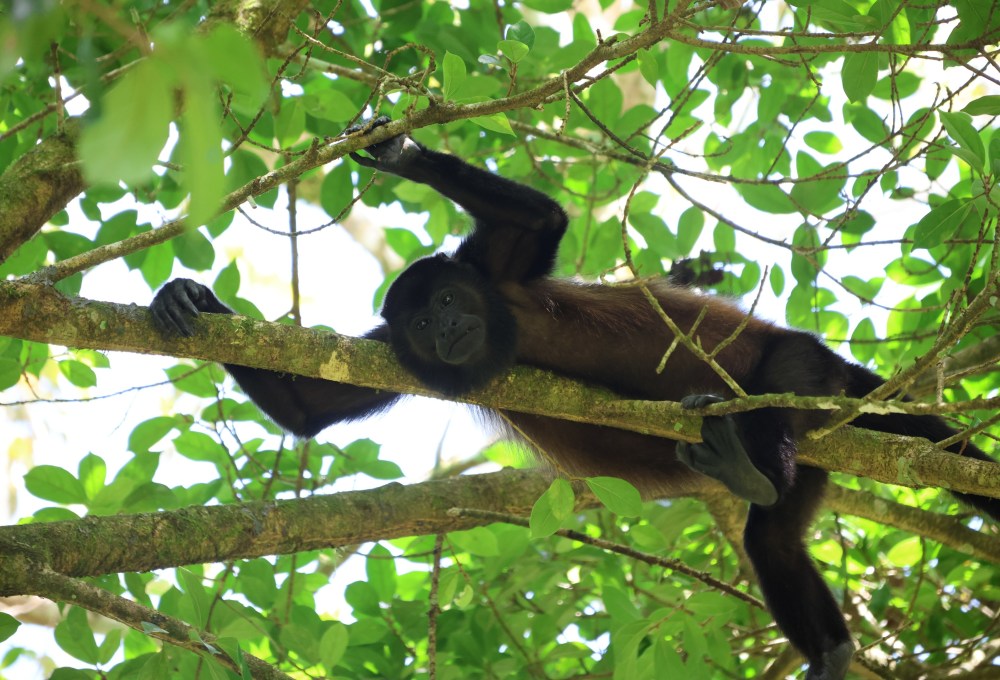 Tag 9: Weiterfahrt nach Manuel Antonio