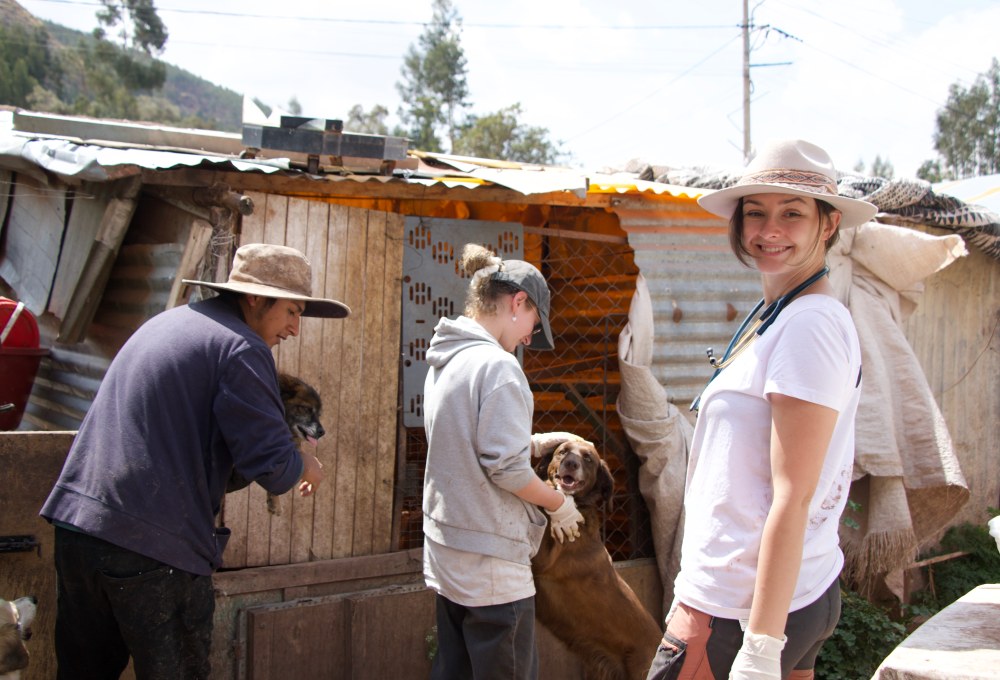 Straßenhunde-Projekt in Peru
