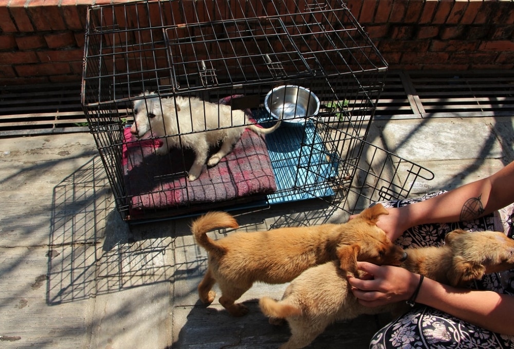 Woche 1/folgend: Dein Straßenhund-Projekt