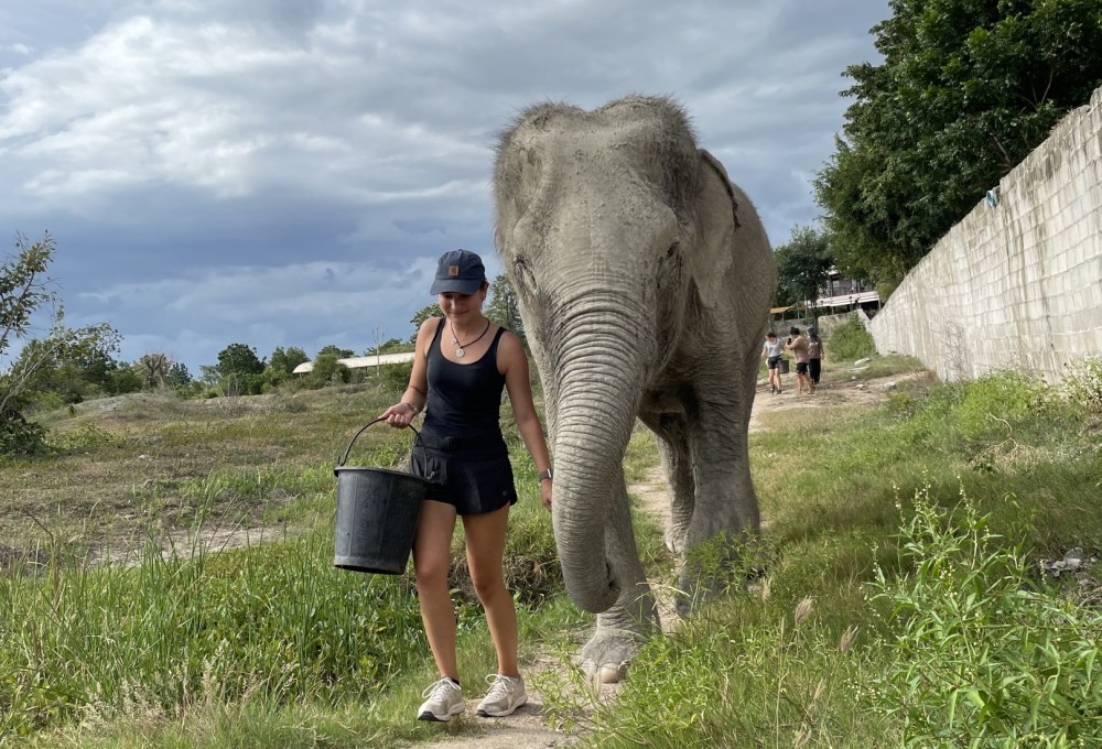 Elefanten-Projekt Thailand