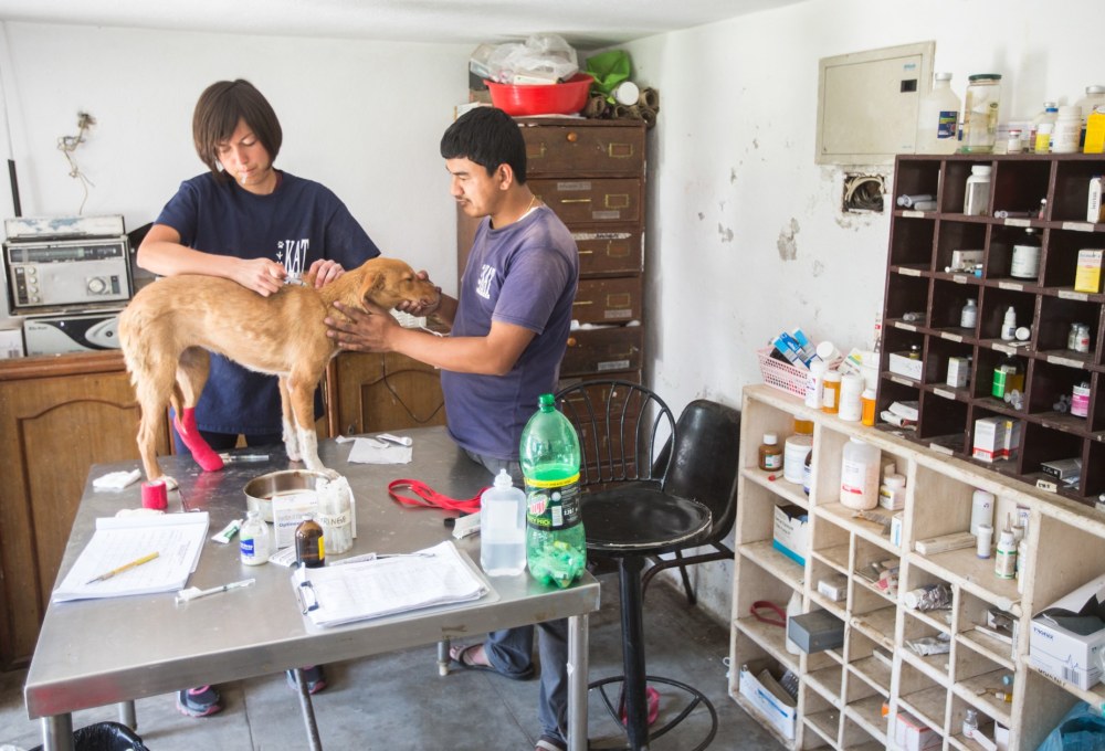 Straßenhunde-Projekt in Nepal