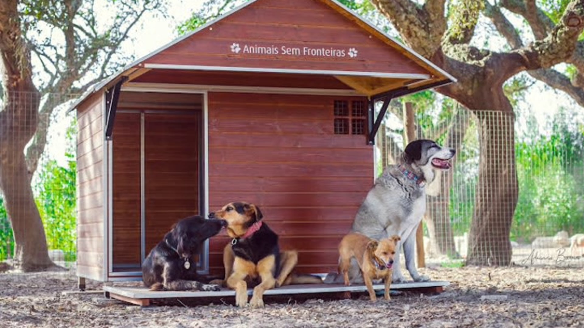 Tierschutz-Projekt Portugal