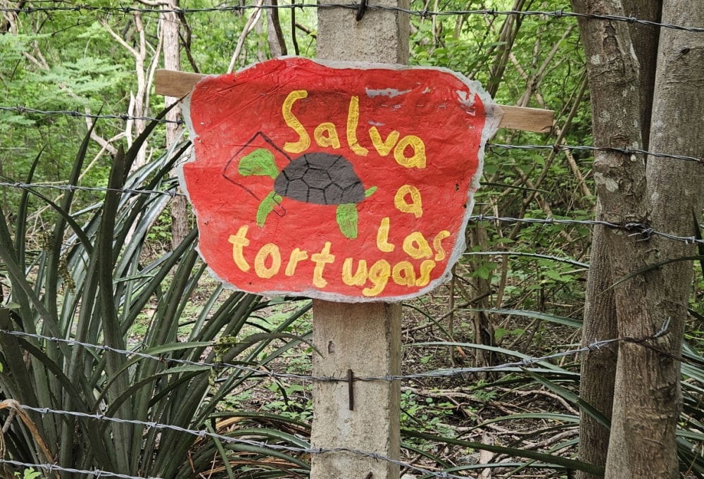 Dein Meeresschildkröten- & Recycling-Projekt