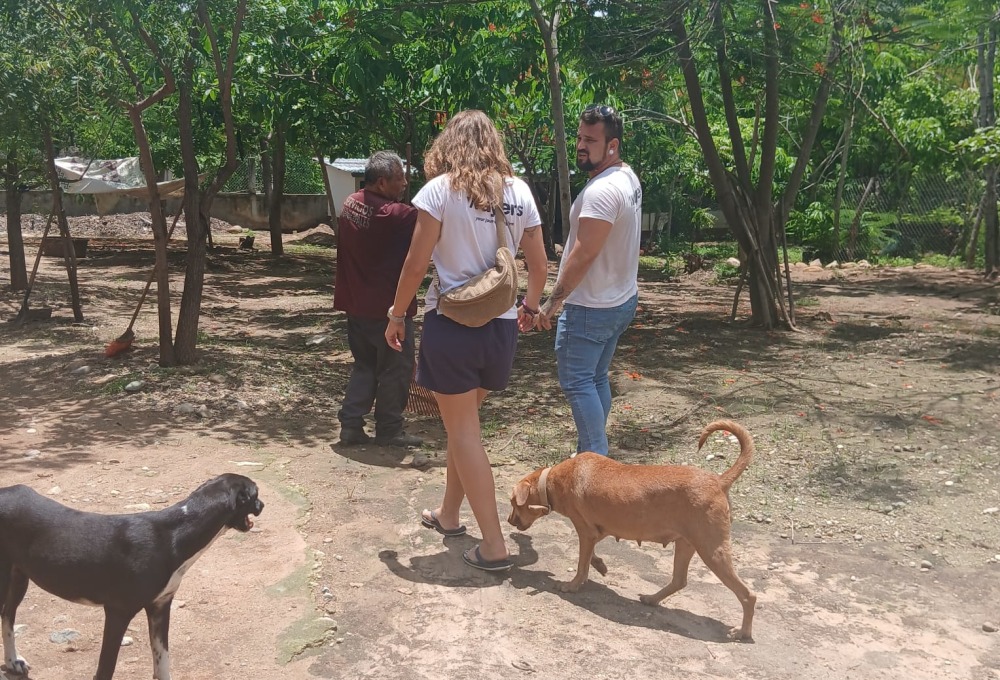 Dein Straßenhunde-Projekt  