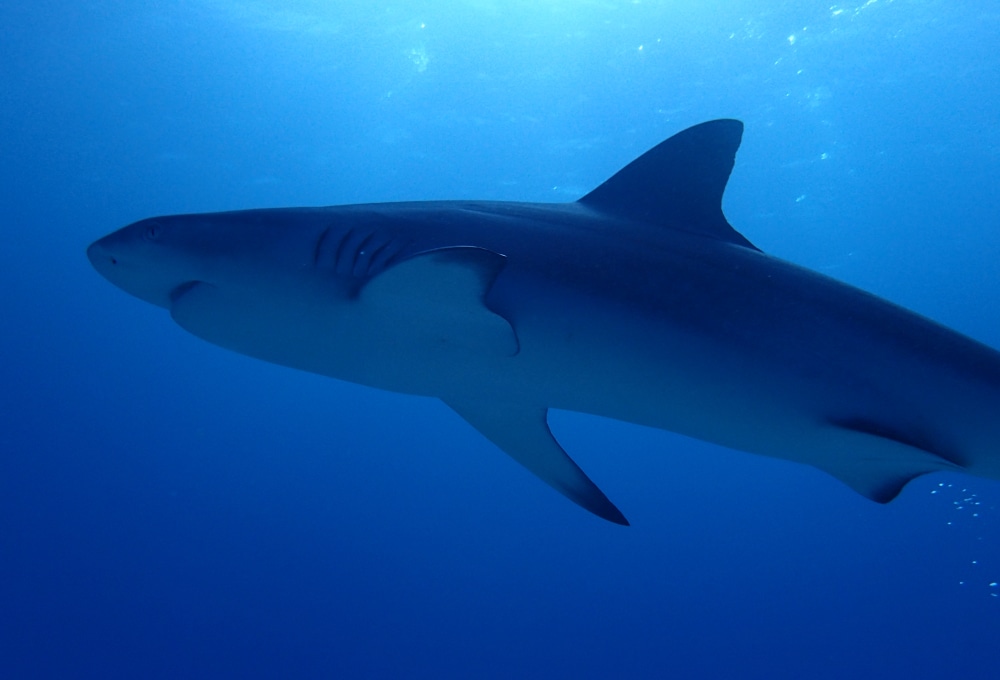 Tag 3-5: Tauchen und an Deck