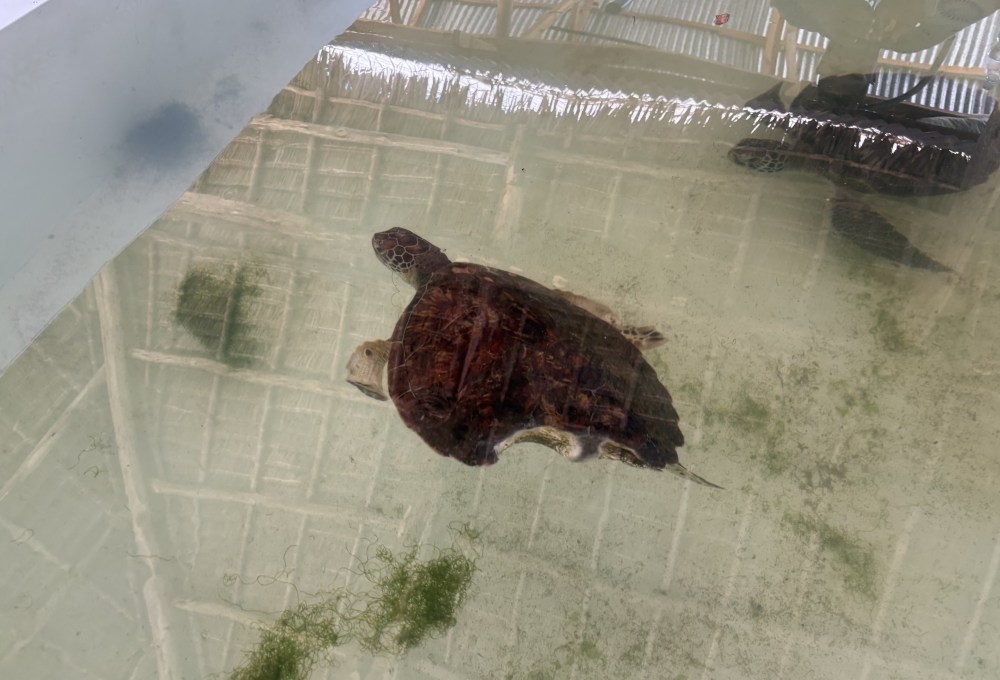 Ab Montag - Dein Meeresschildkröten-Projekt auf Sansibar