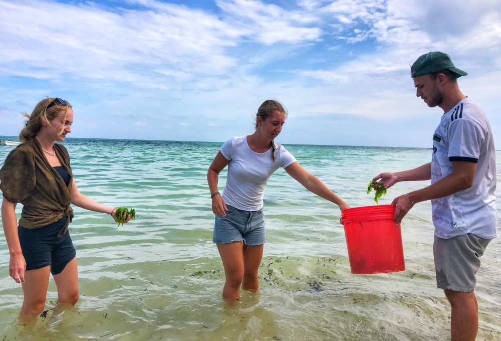 Meeresschildkröten-Projekt auf Sansibar (Südostküste)
