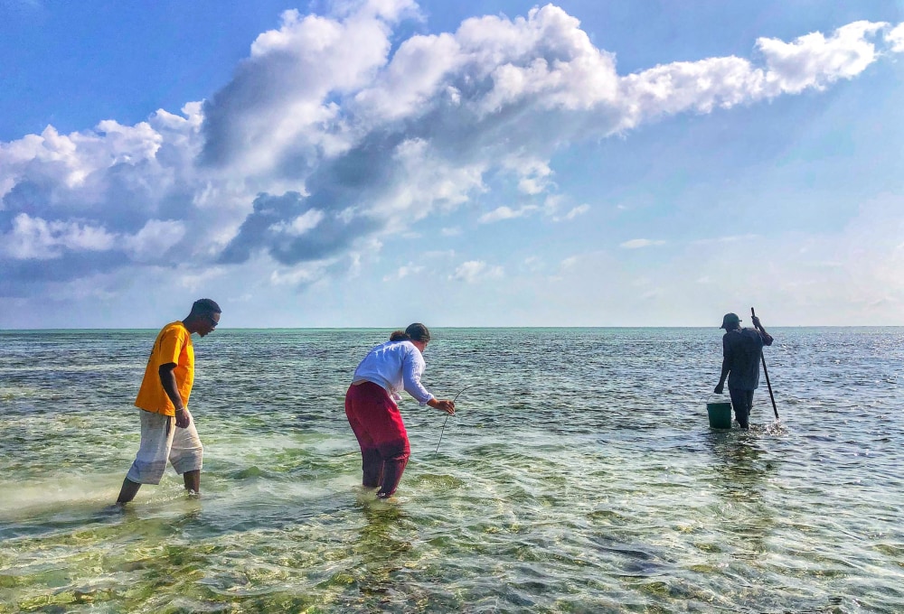 Ab Montag - Dein Meeresschildkröten-Projekt auf Sansibar