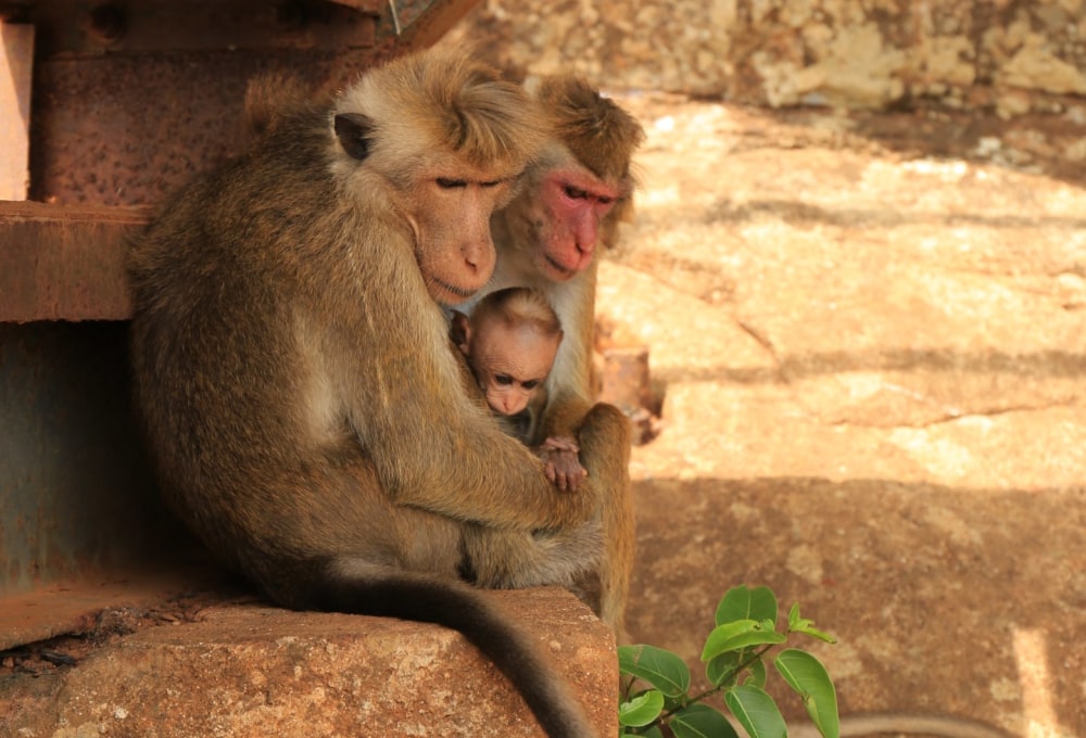 Tag 12: Sigiriya Lion Rock