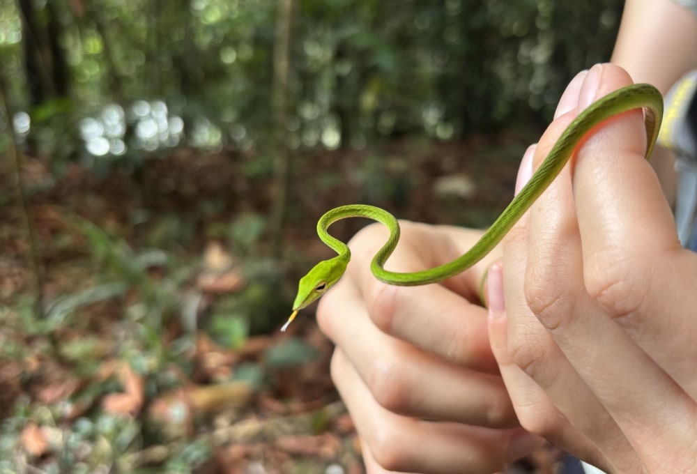 Tag 4: Sinharaja Forest Reserve