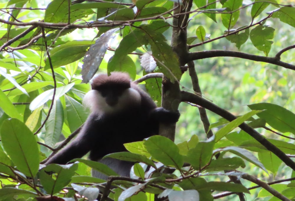 Tag 4: Sinharaja Forest Reserve