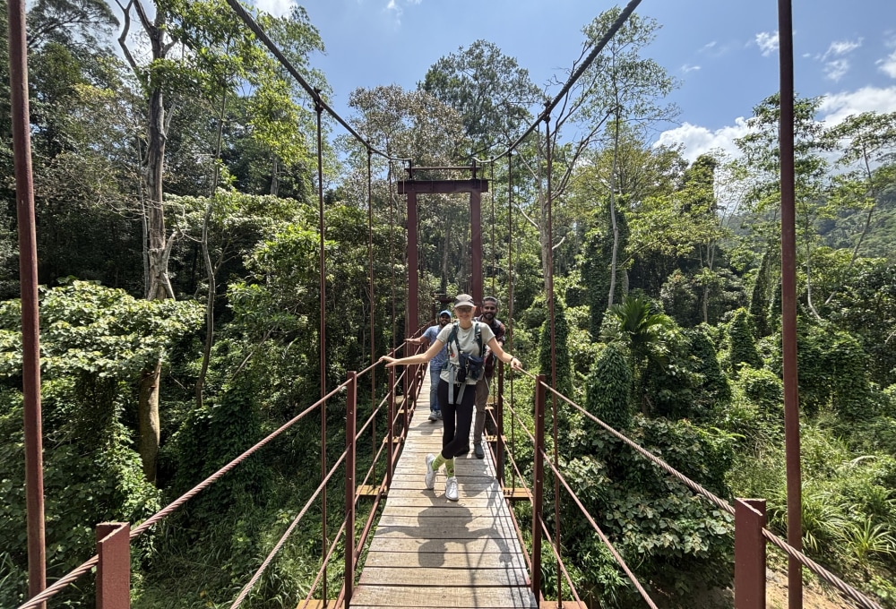 Tag 4: Sinharaja Forest Reserve