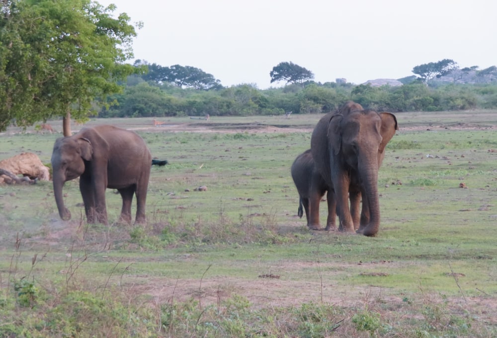 Tag 1: Yala Nationalpark