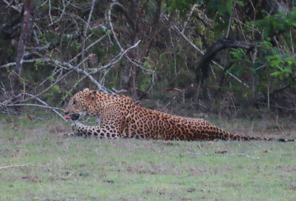 Tag 7: Yala Nationalpark