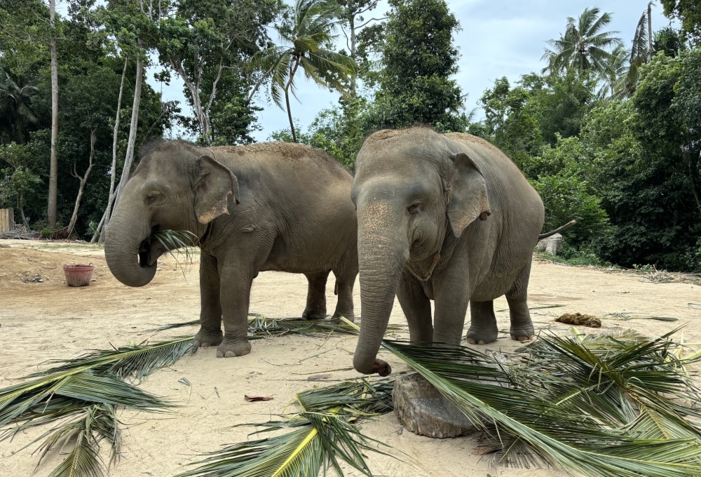 Woche 3: Dein Elefanten-Projekt auf Koh Samui
