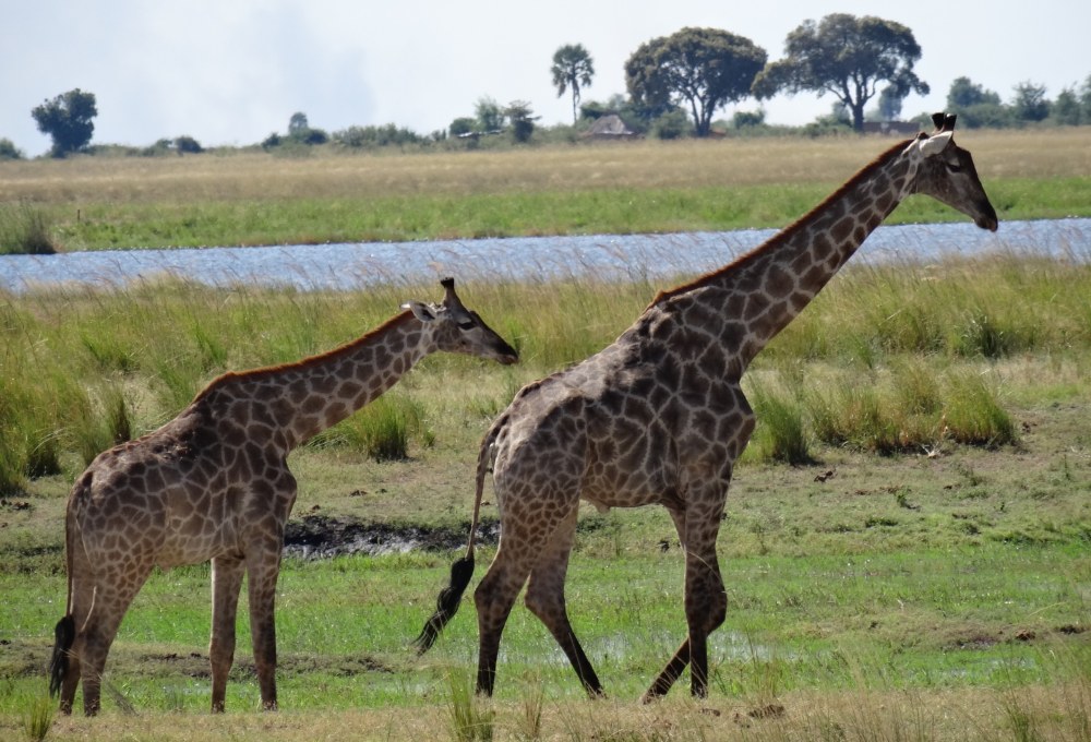 Tag 14: Okavango Delta (Botswana)