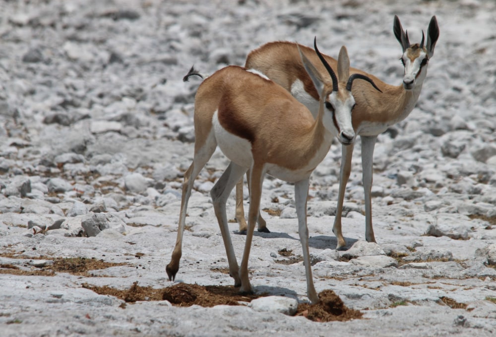 Tag 9: Etosha-Nationalpark (Namibia)