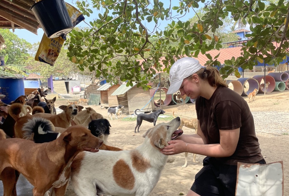 Hunde-Projekt auf Sri Lanka