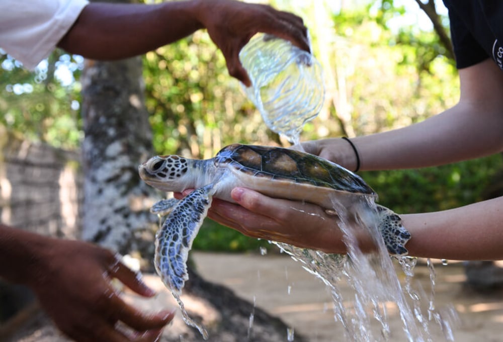 Meeresschildkröten-Projekt auf Sri Lanka