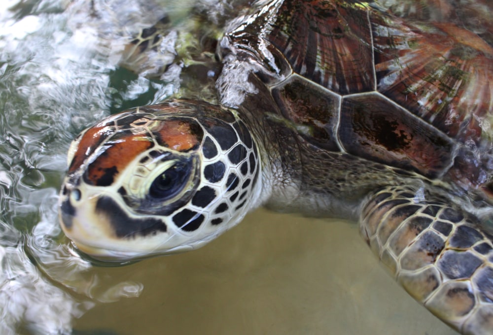 Ab Montag - Dein Meeresschildkröten-Projekt auf Sansibar