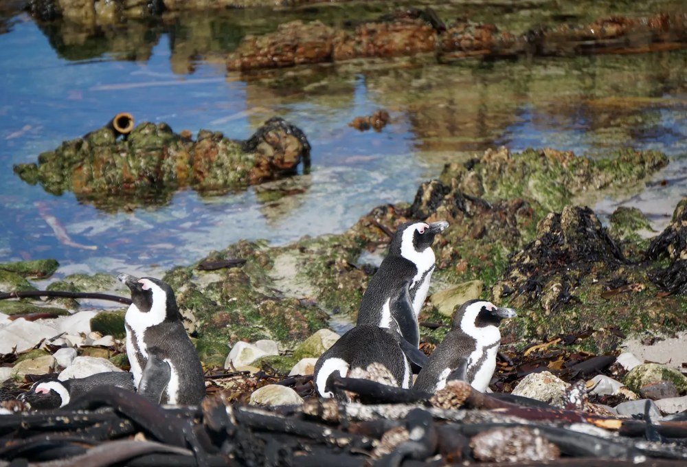Tag 10: Fahrt nach Kapstadt