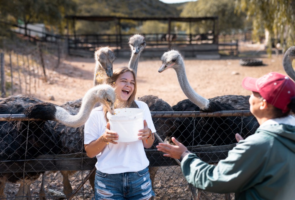 Tag 5: Straußenfarm & zurück nach Kapstadt