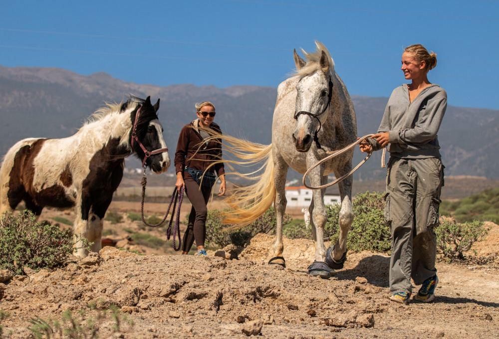Ab Tag 2 - Dein Pferde-Projekt ab Dienstag