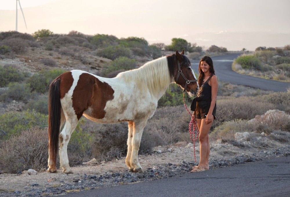 Ab Tag 2 - Dein Pferde-Projekt ab Dienstag