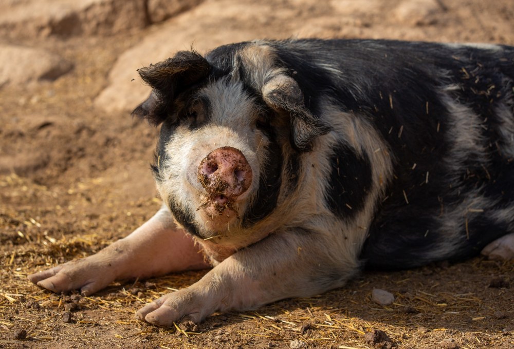 Ab Tag 2 - Dein Tierschutz-Projekt ab Dienstag