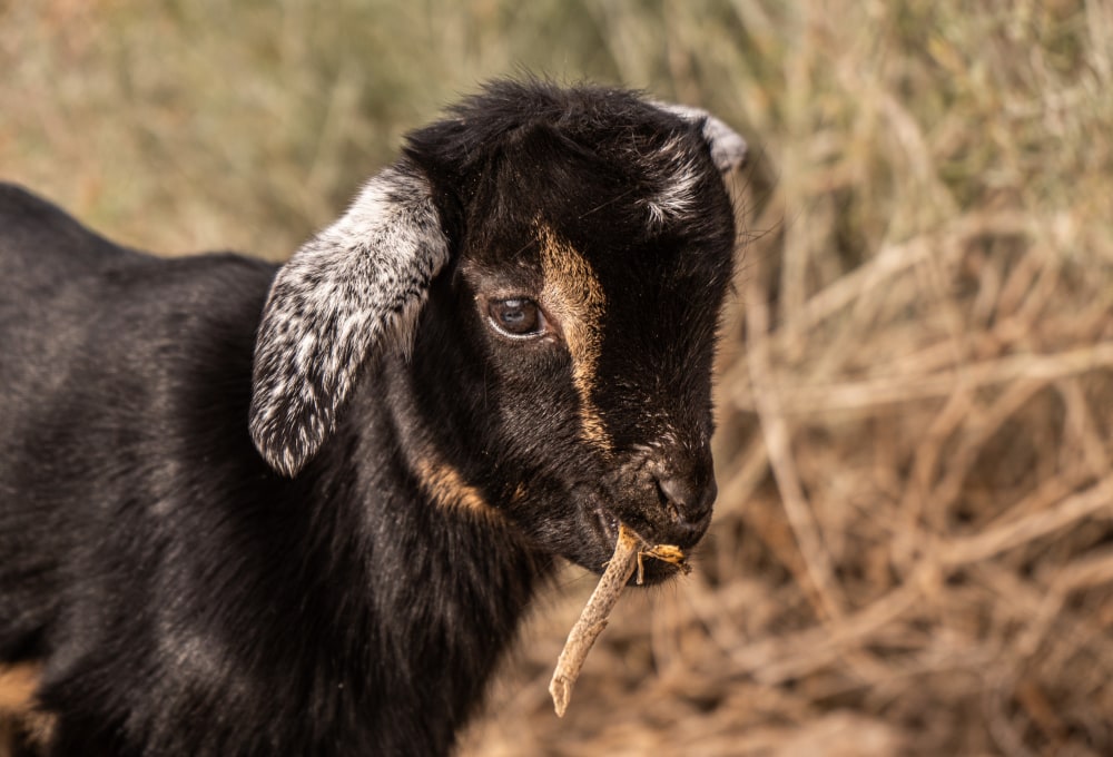 Ab Tag 2 - Dein Tierschutz-Projekt ab Dienstag
