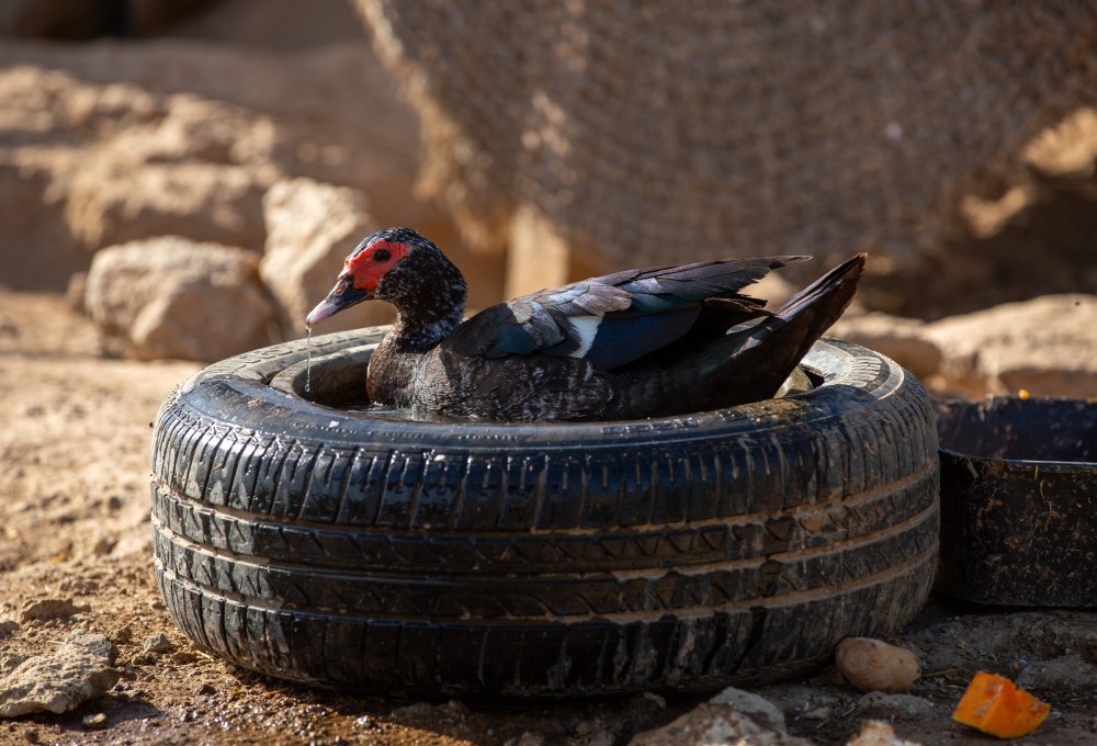 Ab Tag 2 - Dein Tierschutz-Projekt ab Dienstag