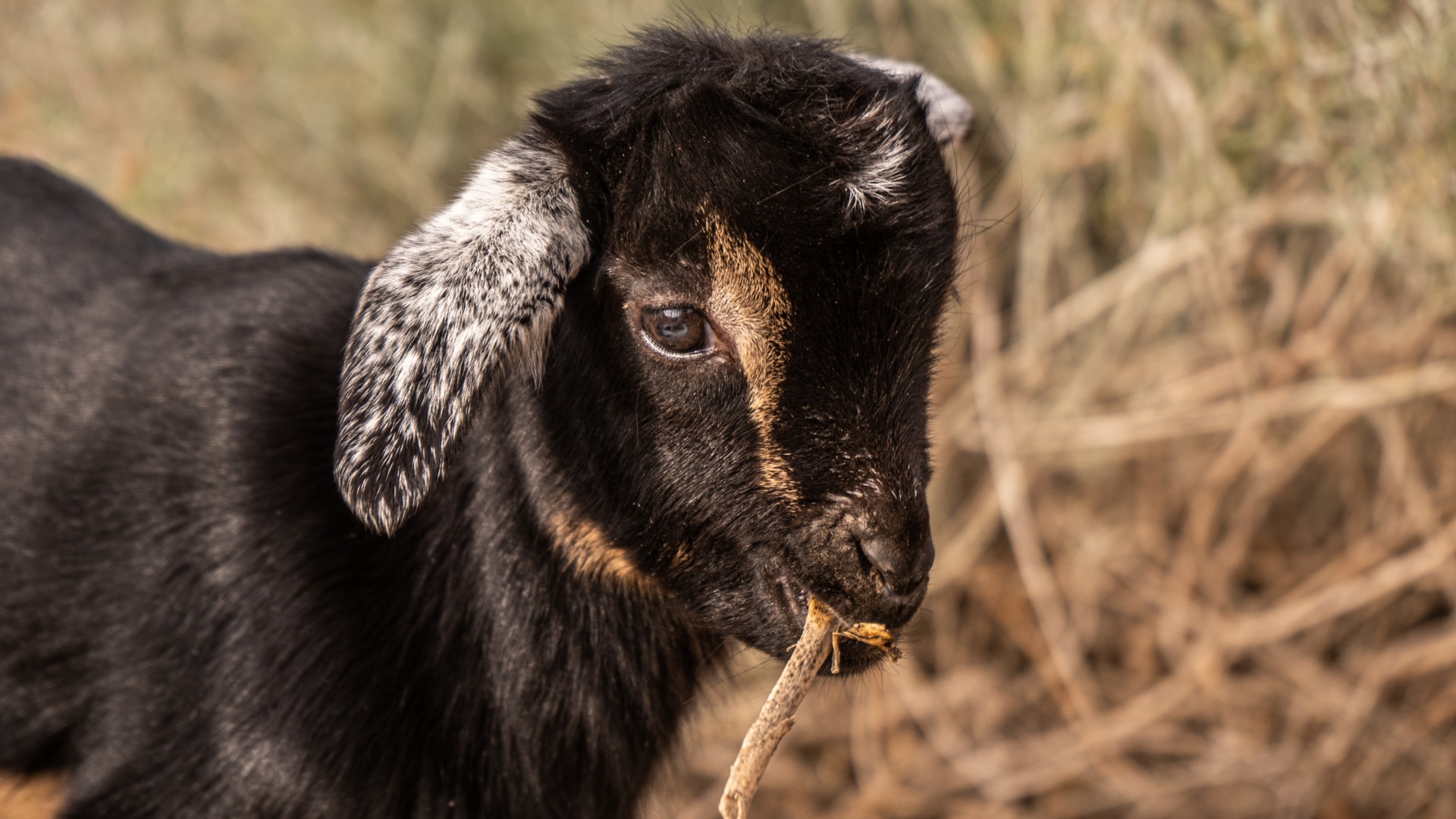 Tierschutz-Projekt Teneriffa