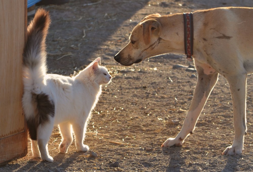 Tierschutz-Projekt Teneriffa