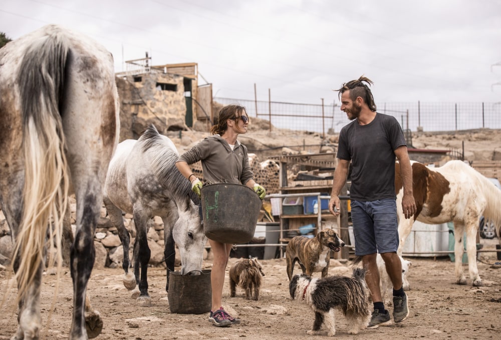 Ab Tag 2 - Dein Pferde-Projekt ab Dienstag