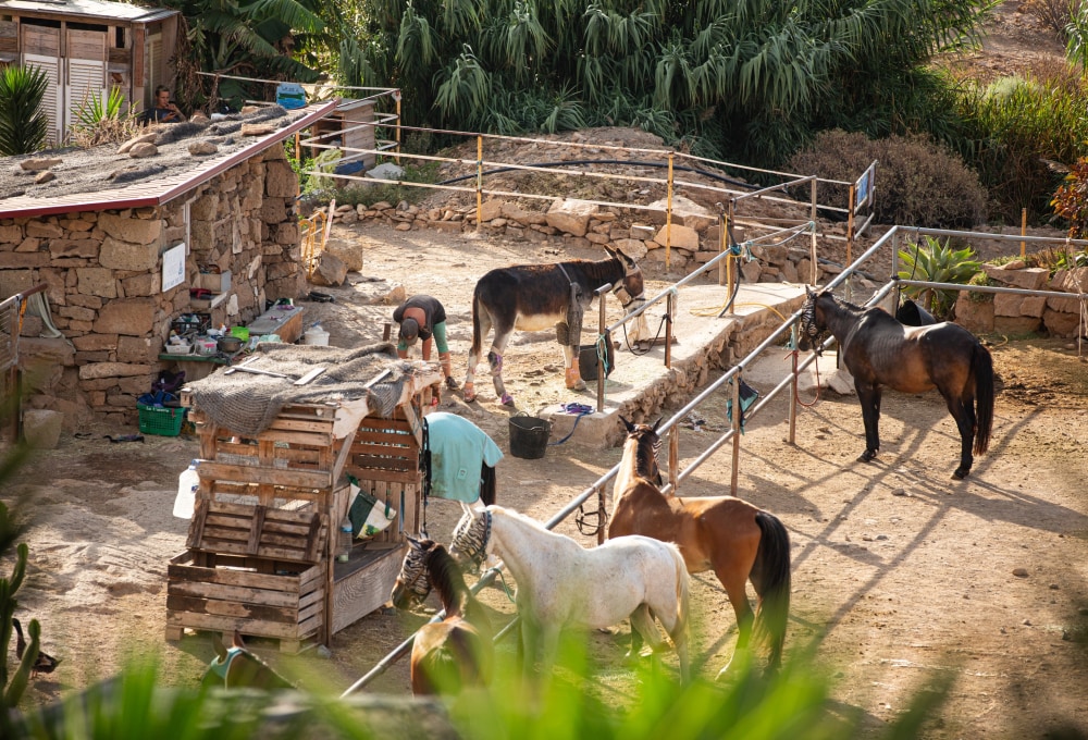 Pferde-Projekt Teneriffa