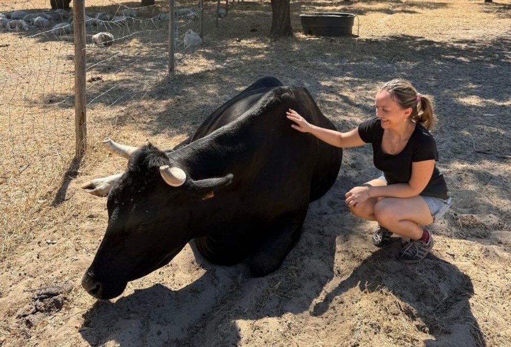 Tierschutz-Projekt in Portugal