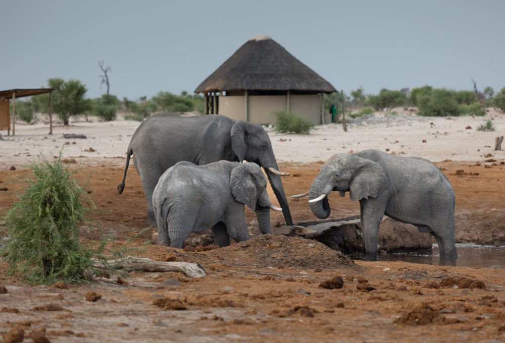 Tag 9: Etosha-Nationalpark (Namibia)