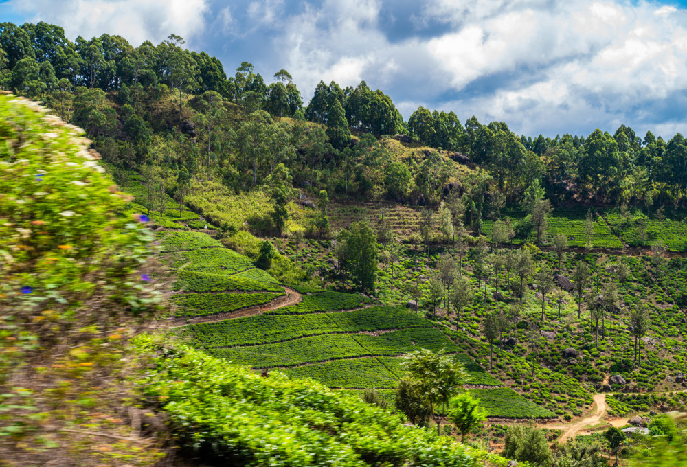 Tag 9: Spektakuläre Zugfahrt & Kelani River