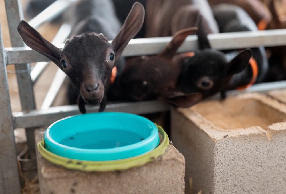 Tag 4: Thema Grenzen setzen & Goat Milking