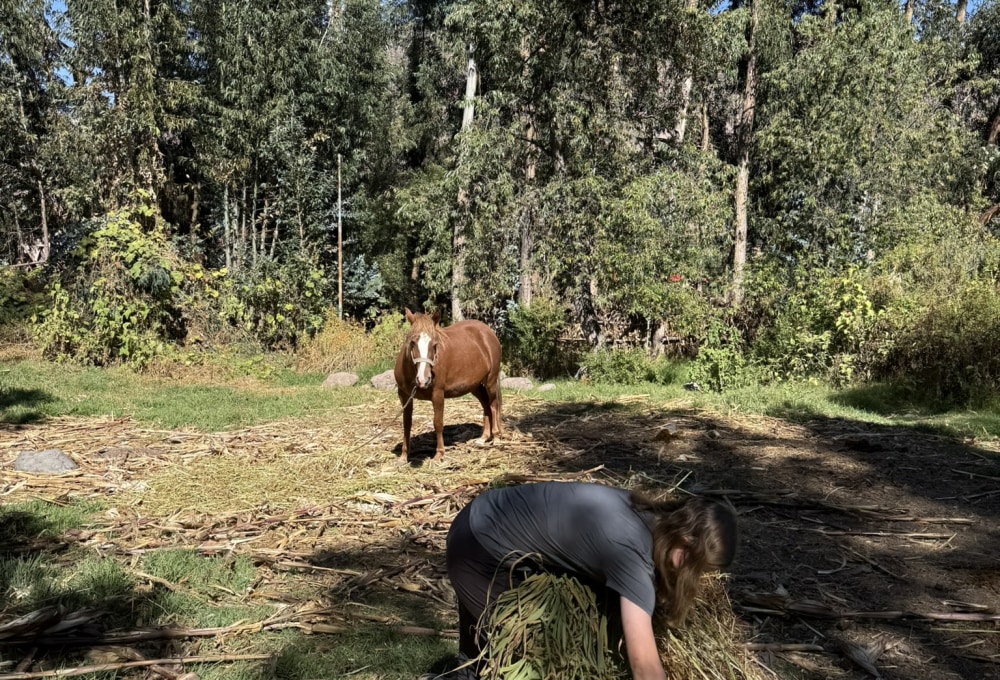 Beispiel für einen typischen Tag im Pferde Projekt