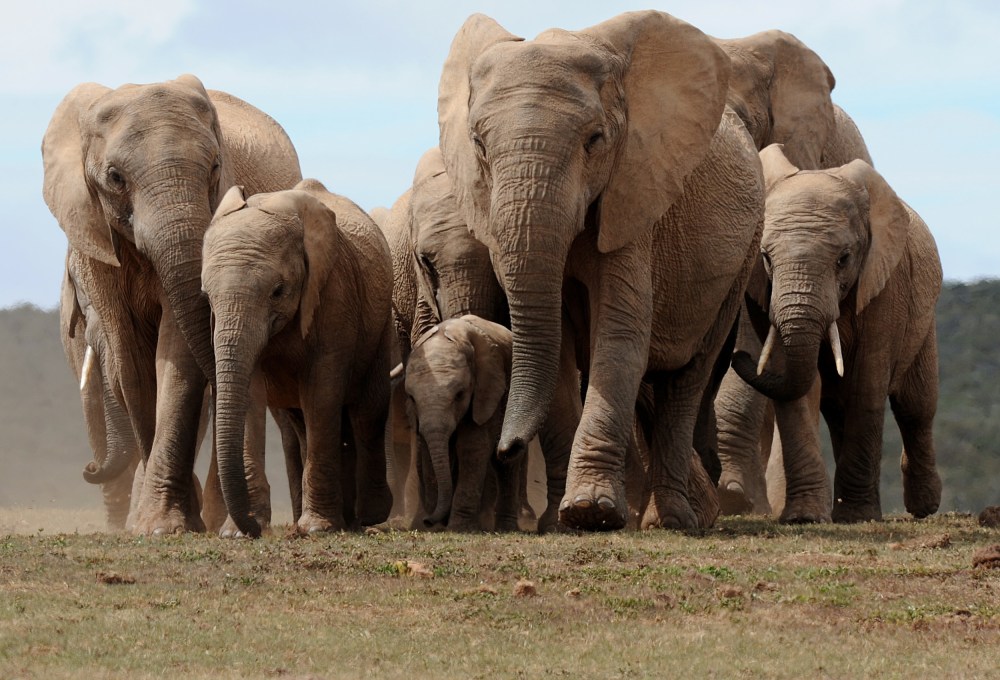 Tag 4: Safari im Addo Nationalpark