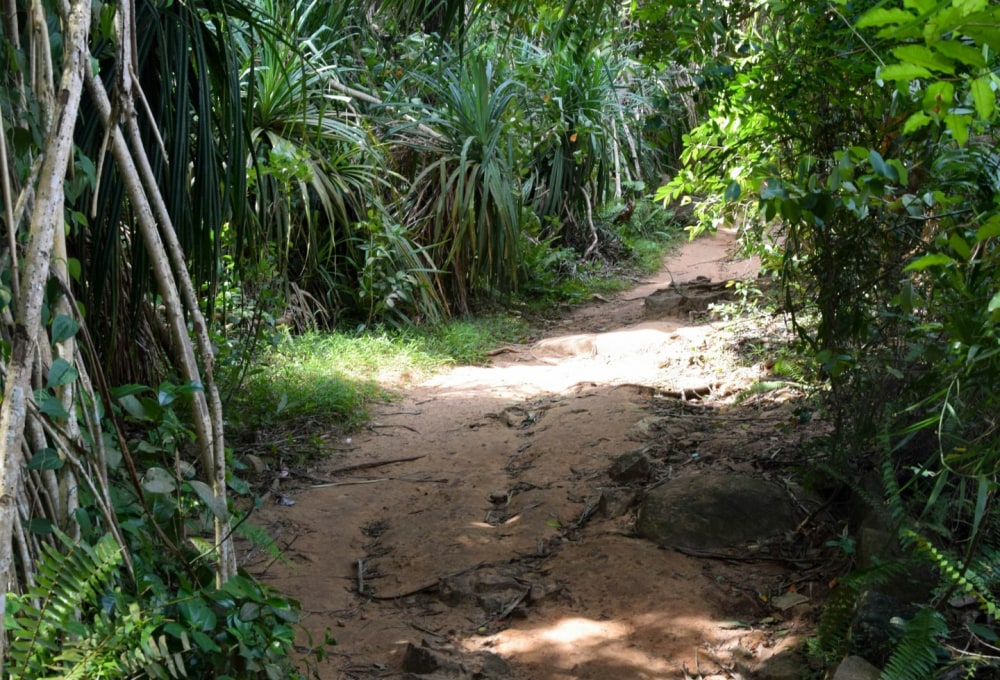 Tag 4: Sinharaja Forrest Reserve