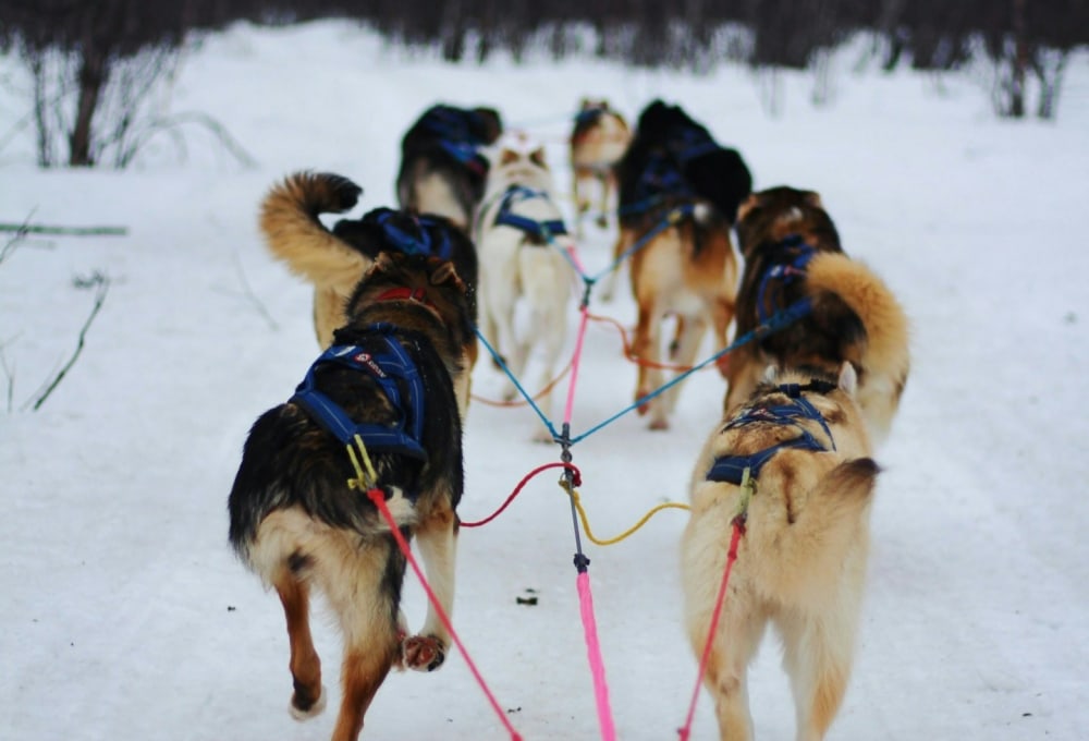 Tag 4–7 - Winter-Abenteuer in Abisko