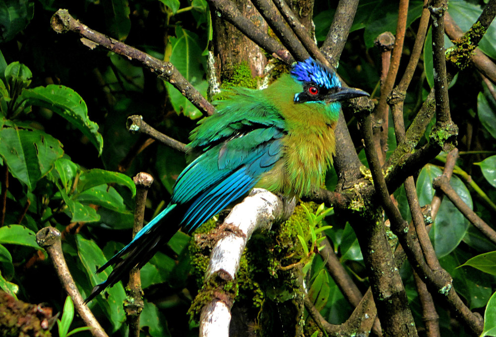 Tag 5: Nebelwald in Monteverde