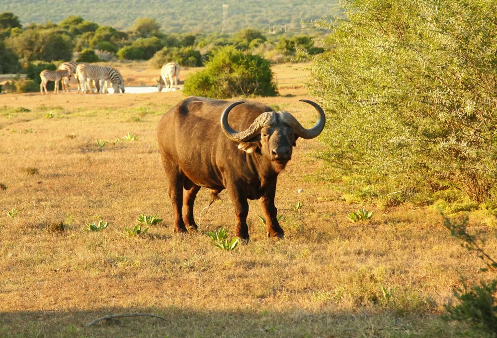 Tag 8: Botlierskop Safari