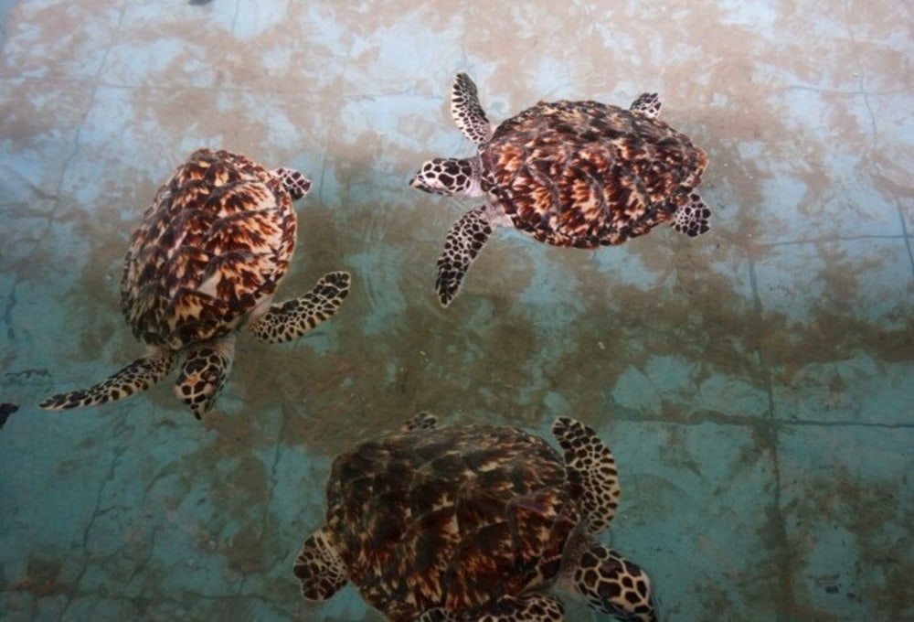 Woche 1: Dein Meeresschildkröten-Projekt