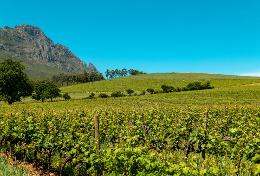 Tag 5: Wine Tasting & zurück nach Kapstadt