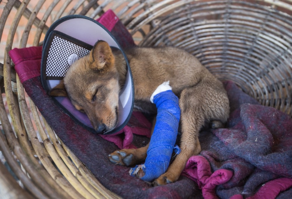 Straßenhunde-Projekt in Nepal
