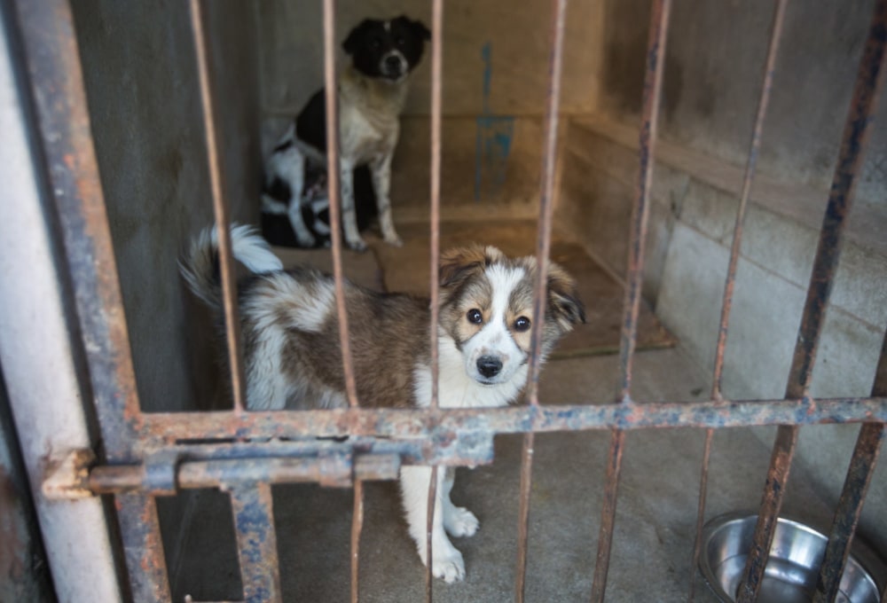 Woche 1/folgend: Dein Straßenhund-Projekt